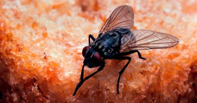 'I'm a pest control expert - there's a 90p trick to keep flies away that works instantly'