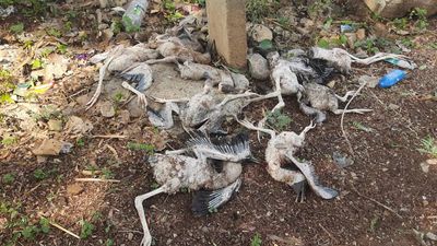 20 painted stork chicks killed in gale at Veerapuram village in Andhra Pradesh
