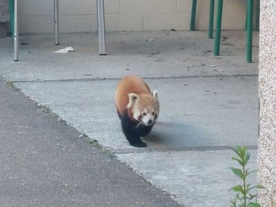 Police called after escaped red panda wanders half a mile to snack on apples