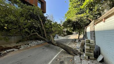 Periodic maintenance and planting right species will minimise tree falls in Bengaluru, say experts