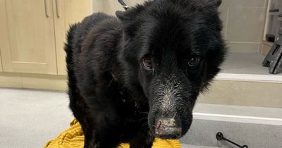 Dog found dumped in Newry was so neglected he had to be put to sleep to end his suffering