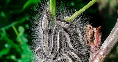 Warning signs and symptoms as 'toxic' moths sweep across the UK