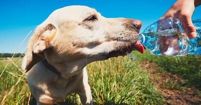 Vet shares two-second test to check if your dog is dehydrated in hot summer weather