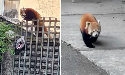 Red panda recaptured after escaping from Newquay zoo