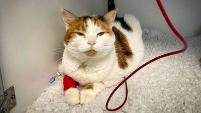 Vet calls for more cat blood donations to provide feline lifeline during emergencies