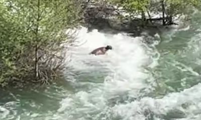 Watch: Bear swims for its life after getting swept away in raging rapids