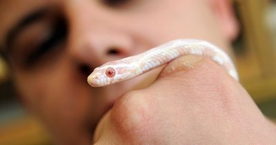 'Ghost' snake sends shivers through town as 4ft reptile seen slithering in street