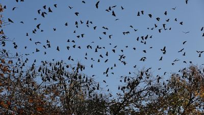 Bendigo flying grey-headed flying fox colony prompts fears of 'raining poop' in Rosalind Park