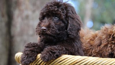 Tasmanian Labradoodles face court over alleged breaches of animal welfare act