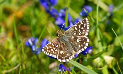 Rare butterflies to get boost from Wales golf club grassland restoration