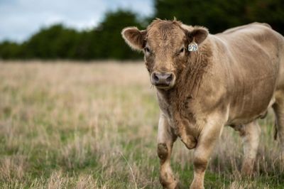 'Expendable': Fear for Scots farmers as Australia ramps up beef production for UK