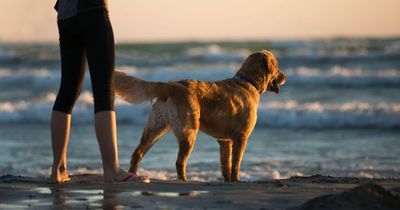 10 of the best dog-friendly beaches to visit this summer