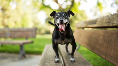 Trainer reveals the secret to calming down a hyperactive dog and it’s pretty straightforward