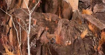 Only those with 'high brain power' can spot two antelopes in baffling optical illusion