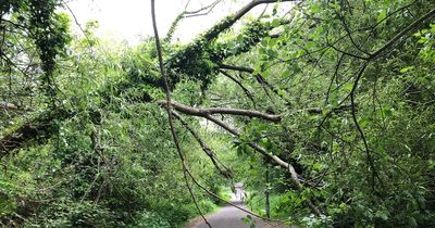 Edinburgh locals warned to take 'extreme care' as tree hangs over footpath