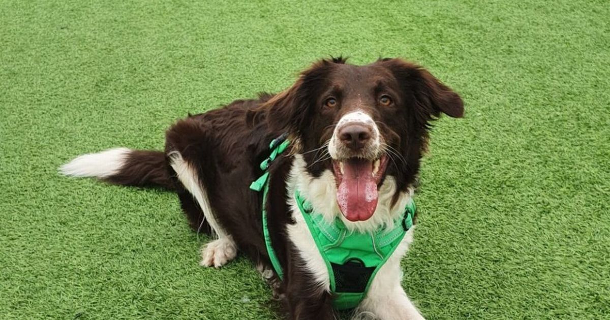 Meet the Edinburgh dogs searching for new loving homes…