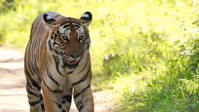 World Environment Day | How Tamil Nadu’s tiger reserves tackle the summer