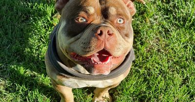 Eight-stone American bulldog destroyed after 'running riot' in playground