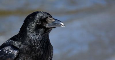 Woman has hair ripped out in attack by crows while walking