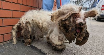 Neglected dog looked like 'pile of rags' before incredible transformation
