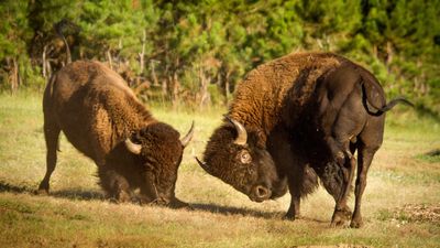 Clueless Yellowstone tourist tries to pet bison while snapping selfies