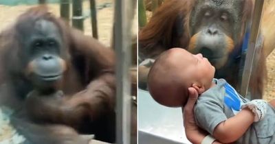 Curious orangutan melts hearts at zoo as it 'asks' to see baby then 'kisses' enclosure glass