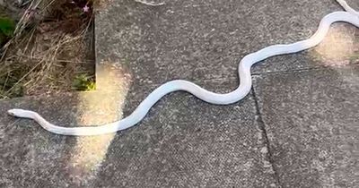 Locals shocked after four-foot albino snake found slithering along near high street