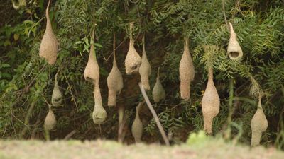 Dream Weaver: A visual journey into weaver birds’ struggles