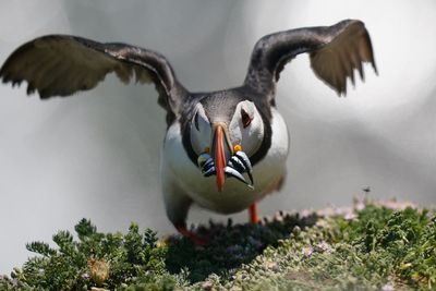 Puffin population may appear to be thriving, but more research needed, experts warn