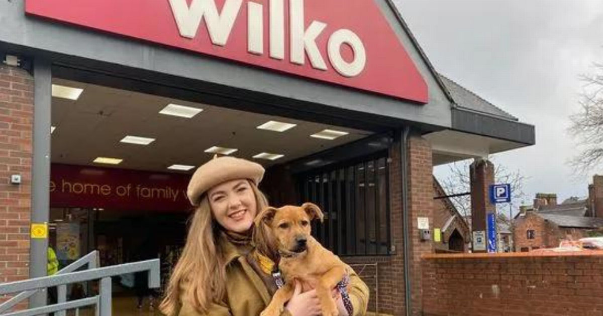 Dog nappies clearance wilko