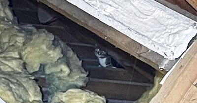 Abandoned kittens hiding in loft 'mistaken for rats' by new homeowner