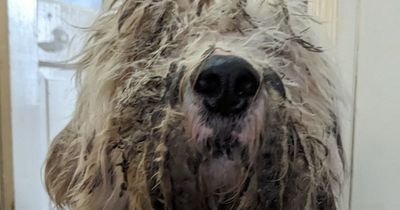 Neglected stray looks like 'completely different dog' after incredible makeover