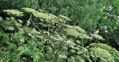 Urgent summer warning issued over Giant Hogweed - a plant which can cause skin blistering