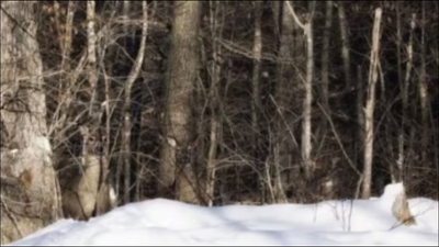 Optical Illusion: Can you spot all the animals in this image?