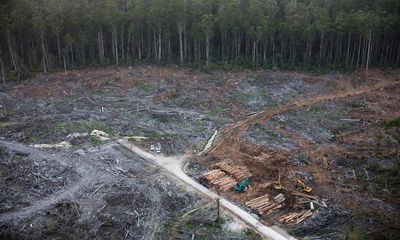 Pressure grows on Albanese government to end native forest logging