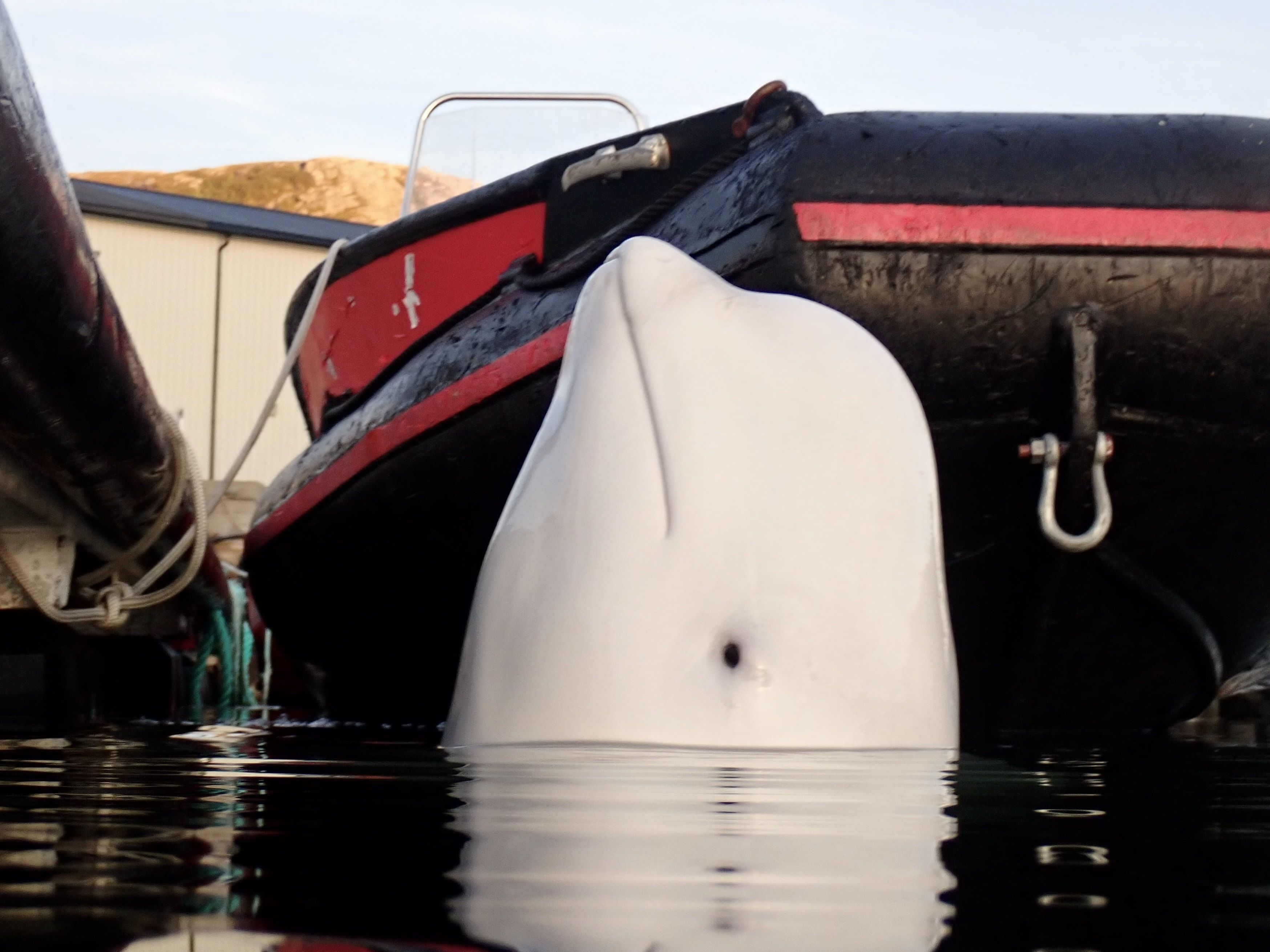 An Alleged Russian Spy Whale Is In Sweden — And…
