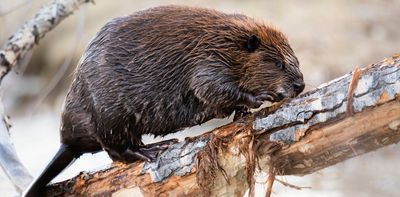 Beavers are the undiscovered engineers of the boreal forest