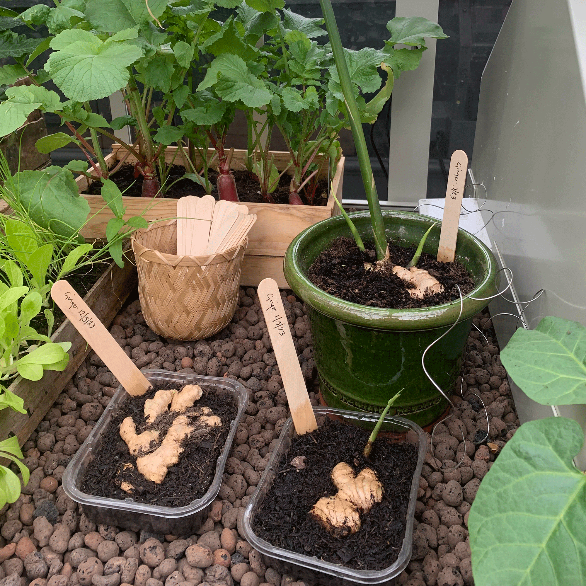 How to grow ginger from shop-bought - 6 steps towards a bountiful plant