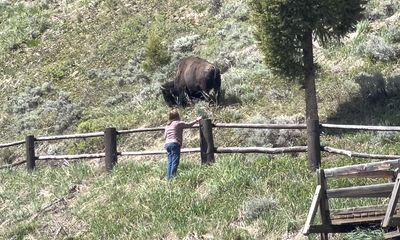 Yellowstone tourist weighs options with bison next to boardwalk
