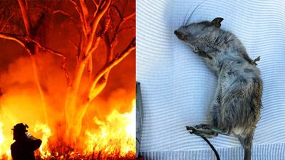 Rat and mice numbers rise in outback Queensland as residents fear a dangerous fire season