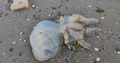 Swarms of jellyfish wash up on Welsh beach