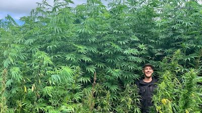 Industrial hemp vying to take over Victoria’s timber industry, but not all politicians agree