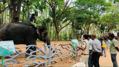 No degree can help you land this highly skilled job of elephant care-taker