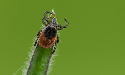 Country diary: Tick-tock, it’s tick o’clock