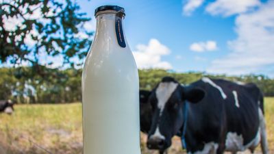 Dairy farmers to lose thousands as milk processors slash price offerings by up to 10 per cent