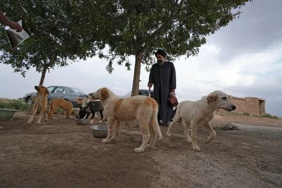 Defying taboos, Shiite cleric in Iran takes in street dogs and nurses them back to health