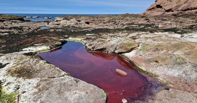 Dog owners warned to keep pets away from bright red rockpools along Scots coast