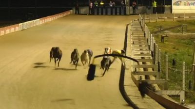 Graphic images of death of greyhound in Wagga Wagga reignite safety debate