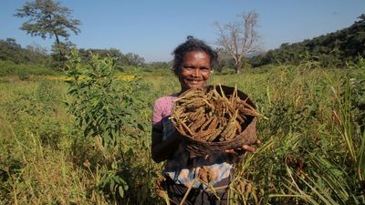 Odisha constitutes committee to recognise, release of traditional millet varieties