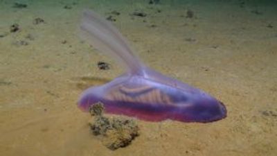 5,000 new species discovered in the Pacific Ocean